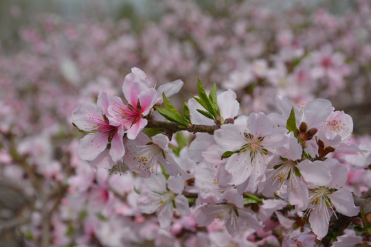 桃花