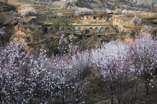 黄土高坡