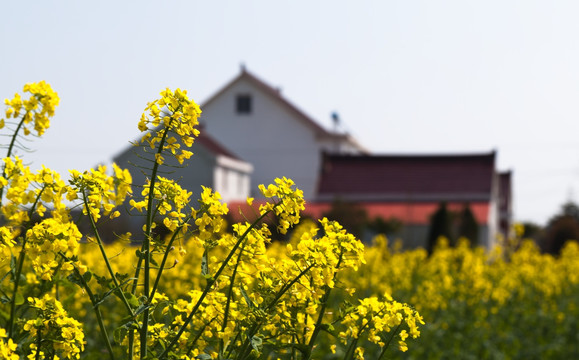 油菜花民宅