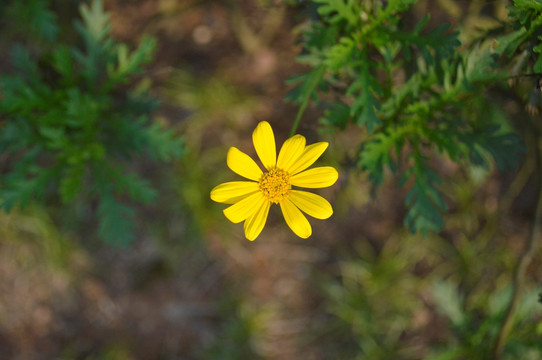 黄花