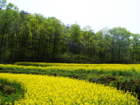 开满油菜花的田野