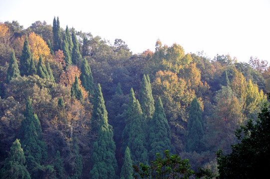 千岛湖龙川湾红叶湾