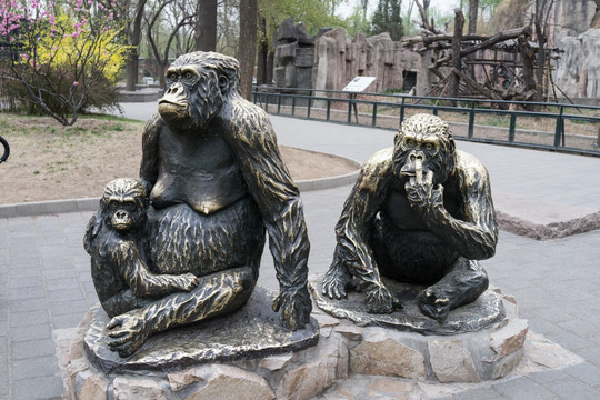 黑猩猩的一家