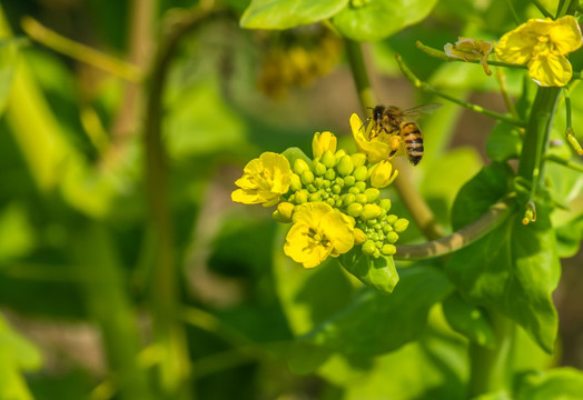 油菜花与蜜蜂