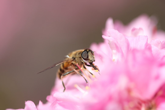 花丛中的小蜂