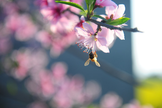 蜜蜂桃花翅膀