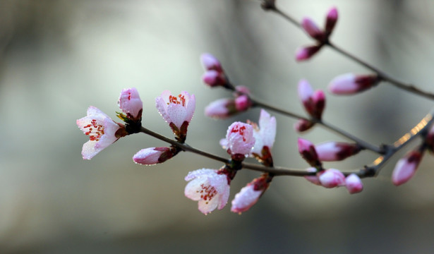 桃花