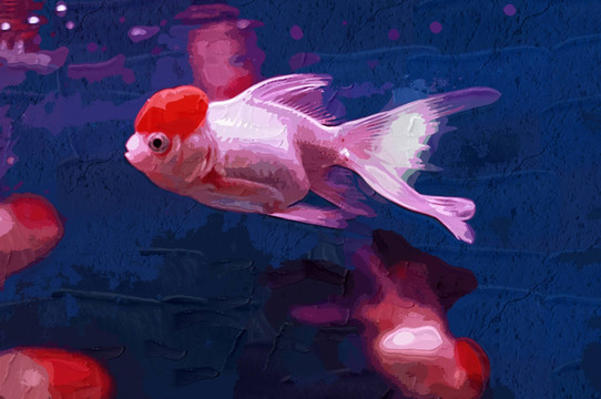 觀賞魚(yú) 裝飾畫(huà)