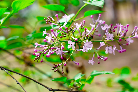 丁香花