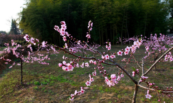 桃花