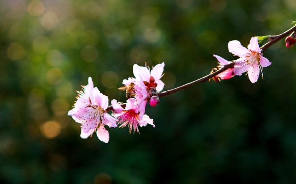 桃花