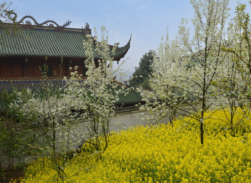 彭州佛山古寺梨花开