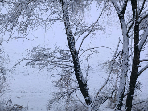 雪景 冬景 雪野 冰雪 树挂