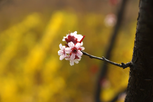 樱花