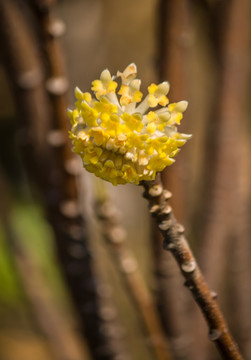 一支盛开的黄色结香花