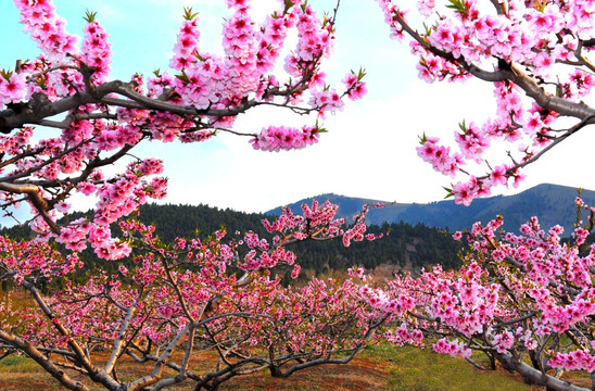 桃花（非高清）