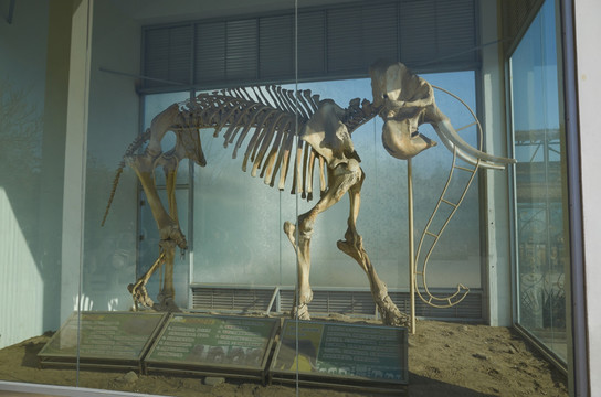 大象骨骼标本jpg