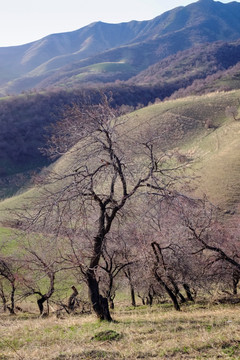 野杏树