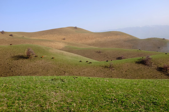 绿山坡