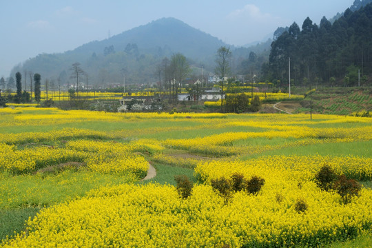 彭州丹景山油菜花