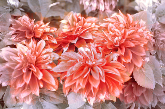 油畫 花卉