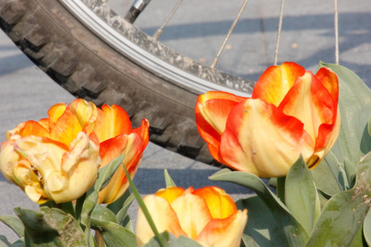火红的郁金香和自行车