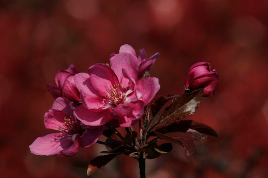 桃花