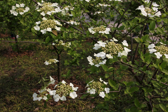 蝴蝶戏珠花