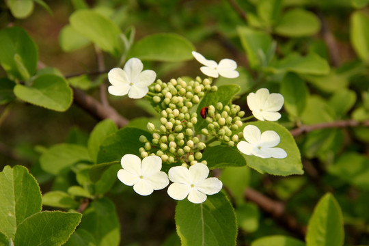 蝴蝶戏珠花