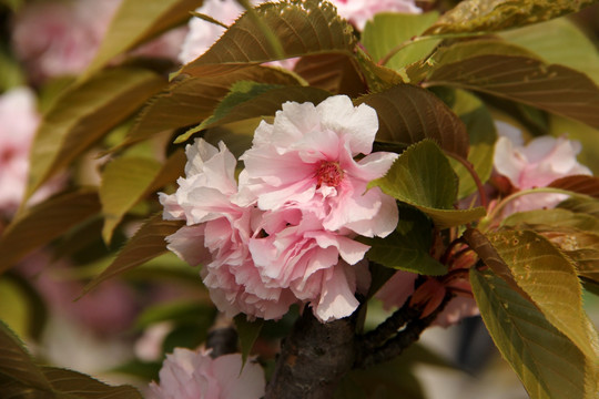 日本樱花