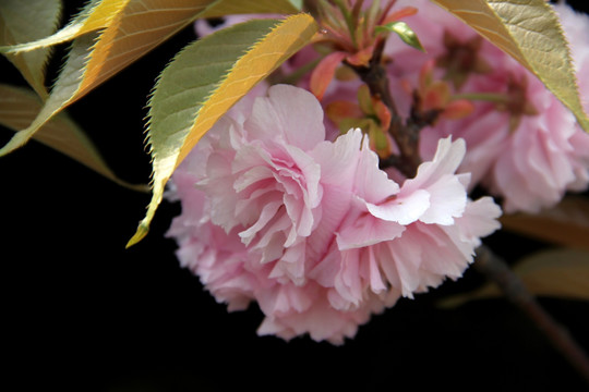 日本樱花