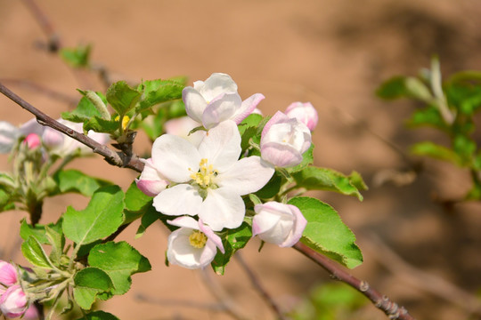 苹果花