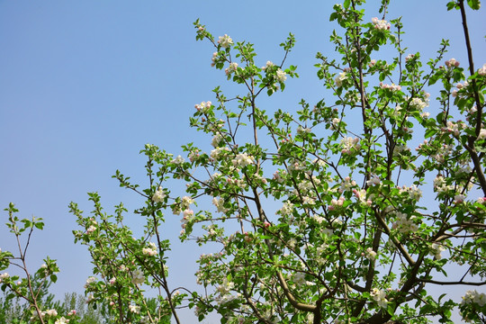 苹果花