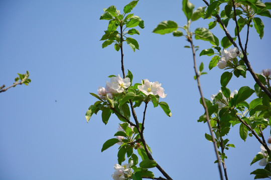 苹果花