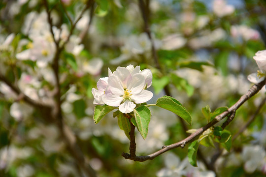 苹果开花了