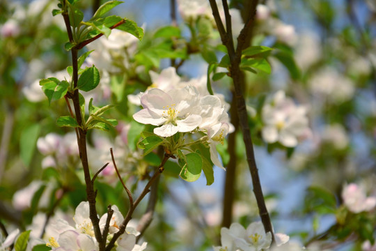 苹果开花了