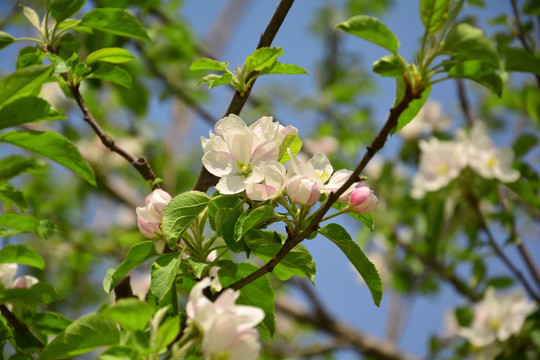 苹果花