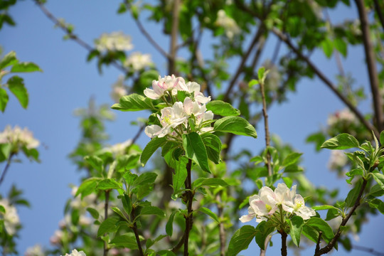 苹果花