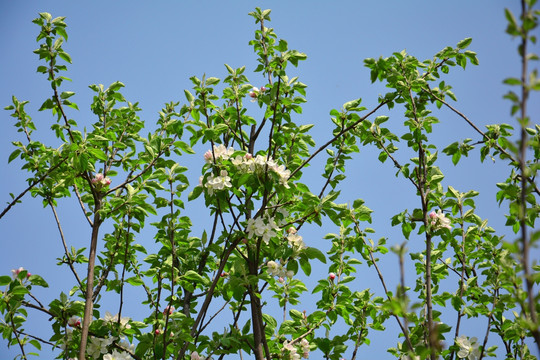 苹果花