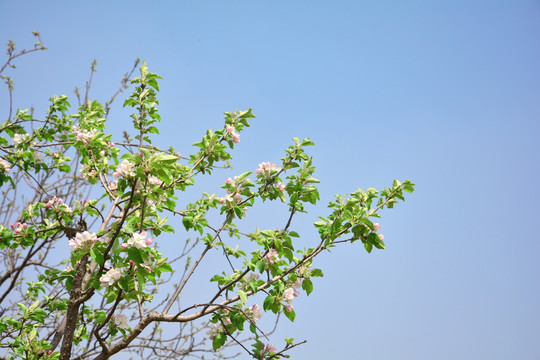 苹果树开花了