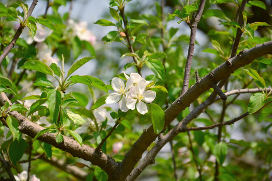 苹果花