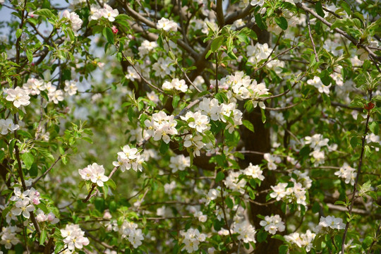 苹果花