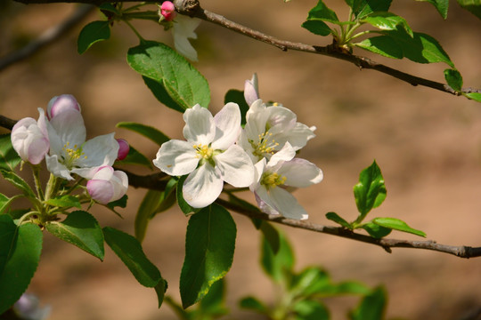 苹果花