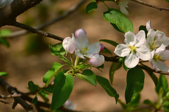 苹果花