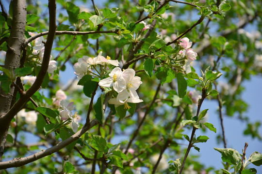 苹果花