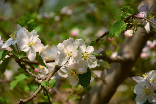 苹果花