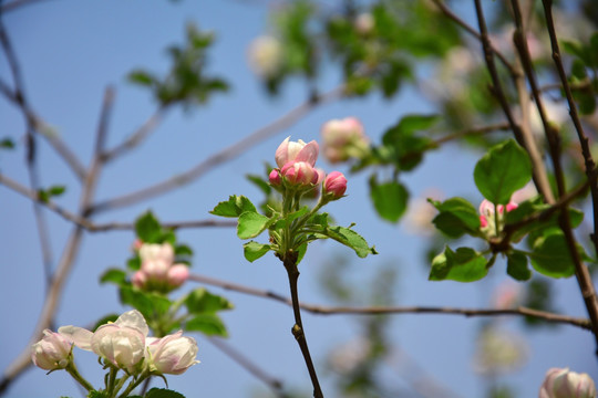 苹果花