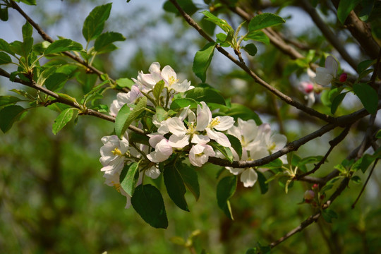 苹果花