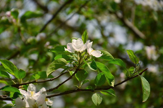 苹果花