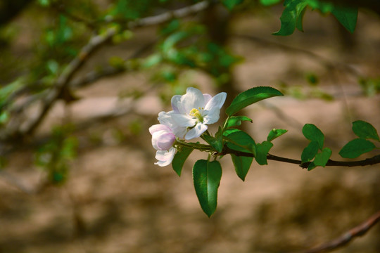 苹果花